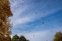 Autumn by Wolbert Erich