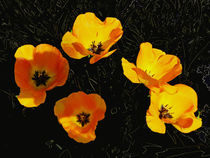 Das waren meine Tulpen (2) von Hartmut Binder