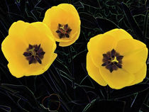 Das waren meine Tulpen (1) by Hartmut Binder