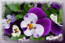 Purple white pansies by feiermar