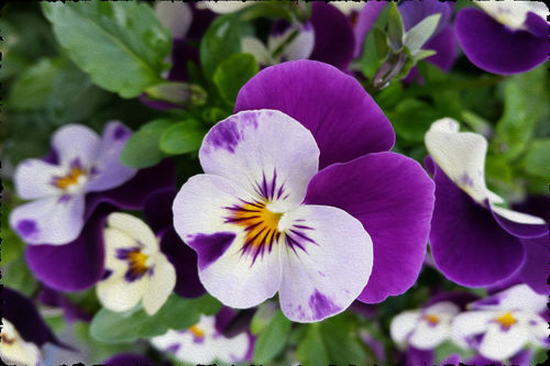 Purple-white-pansies