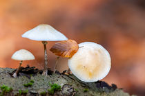 Pilze im Herbst von Dirk Rüter