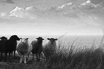 Schafe  von Justine Høgh