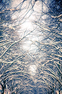 Winter-Bäumelinge III von Thomas Schaefer