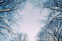 Winter-Bäumelinge IV von Thomas Schaefer