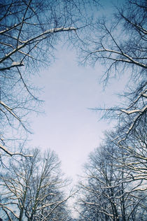 Winter-Bäumelinge IV by Thomas Schaefer