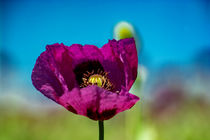 Purple poppy by Michael Naegele