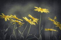 Yellow Flowers in Summer Garden by Tanya Kurushova