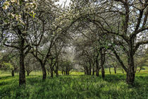 Streuobstwiese mit blühenden  Apfelbäumen  by Christine Horn