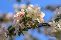 'Apfelblüten vor blauem Himmel' von Christine Horn