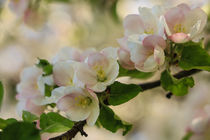 Apfelblütenzweig von Christine Horn