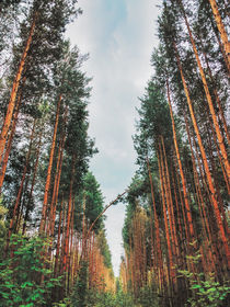 In a pine forest von Andrei Grigorev