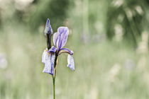 Sibirische Schwertlilie - Iris sibirica von Christine Horn