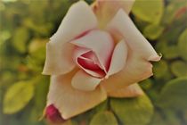 Rosenblüte II von Franziska Hub