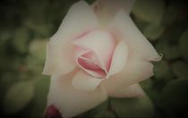 Rosenblüte rosa by Franziska Hub