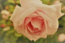 Rosenblüte von Franziska Hub