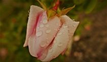 Wassertropfen auf Rosenblüte II von Franziska Hub