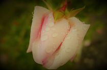 Wassertropfen auf Rosenblüte von Franziska Hub