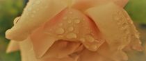 Wassertropfen auf Rosenblüte by Franziska Hub