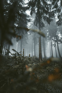 Moody Forest by Vincent Haaga