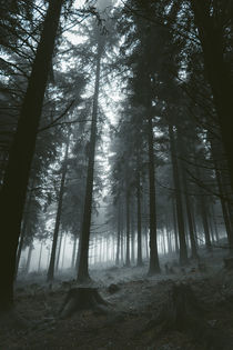 Foggy Forest von Vincent Haaga