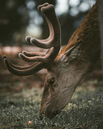 Red deer by Vincent Haaga