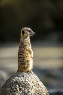 Meerkat by Vincent Haaga