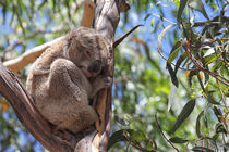 Koala (Phascolarctos cinereus) by Dirk Rüter