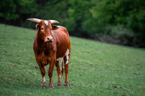 Bull on a cow pasture by hamburgshutter