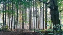 Der Wald, ein Therapeutikum (1) by Heidrun Carola Herrmann