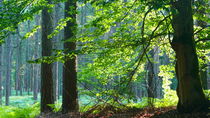 Der Wald, ein Therapeutikum (3) von Heidrun Carola Herrmann