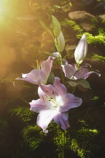 'Zauberhafte Lilien' von Claudia Evans