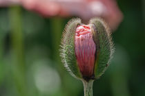 Rosy poppy bud by Joachim Küster