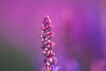 Sprout of a sage with purple blossoms  by Joachim Küster