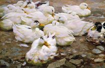 Ducks on a pond  by Alexander Koester