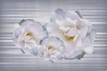 Pink gray roses by feiermar