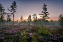 Ein neuer Wald by Yvonne Albe