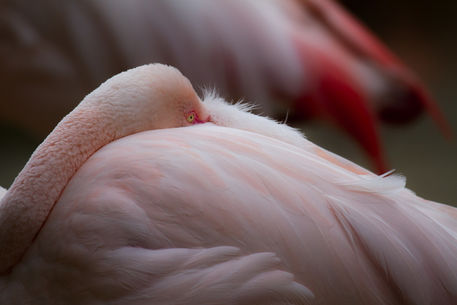 20140517-img-4094-flamingos-1