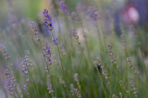 Zärtlichkeit von Lavendel by Iryna Mathes