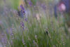 Lavendel-8401