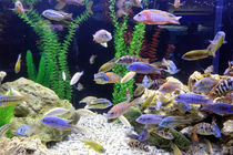 Fish tank with tropical fish von Yali Shi