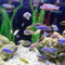Aquarium-many-fish05-f6