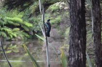 New Zealand Tui by Malcolm Snook
