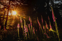foxglove in magical light by Helmut  Pfirrmann