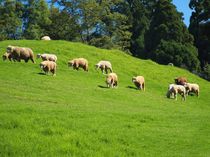 Alpine pasture with lush grass and a flock of sheep by Yali Shi