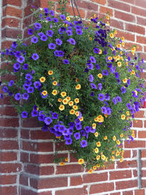 Flowers on a Brick Wall von Sally White