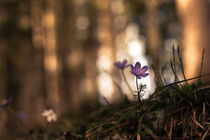 'Leberblümchen im Frühlingswald' von Yvonne Albe