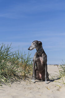 Galgo am Strand von Heidi Bollich
