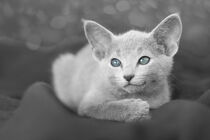 Liegendes Russisch Blau Kätzchen by Heidi Bollich