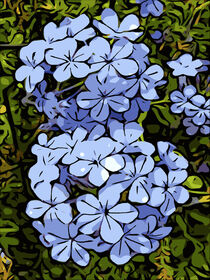 Blaue Hortensien / Blue hydrangeas von Robert H. Biedermann